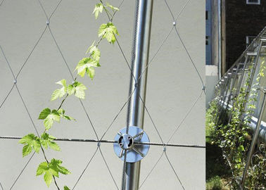 Recinto del giardino dell'acciaio inossidabile di YT, recinto di filo metallico della maglia del diamante per le piante verdi